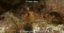 Fisdh portrait by François Carloni 